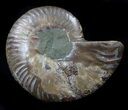 Agatized Ammonite Fossil (Half) #37164-1